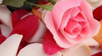 Pink Rose Beautiful5563518909 200x110 - Pink Rose Beautiful - Tulips, Rose, Pink, Beautiful